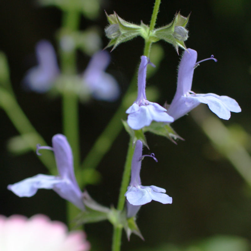 Thumbnail: Salvia ' African Sky'