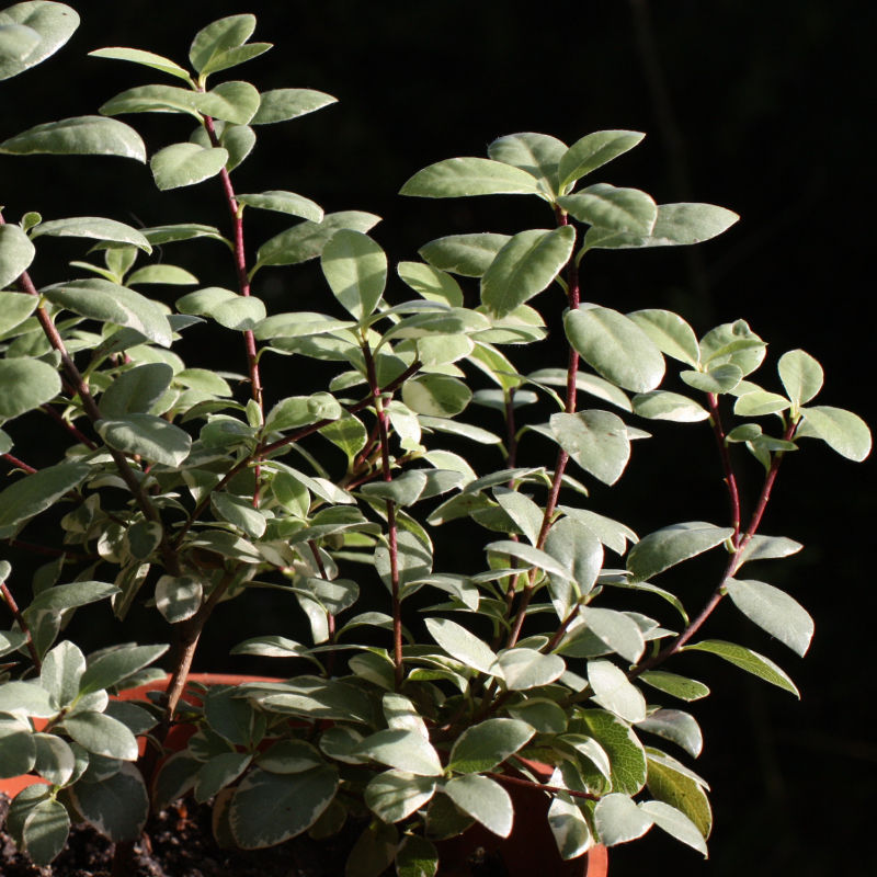 Thumbnail: Pittosporum tenuifolium 'Silver Ball'