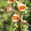 Thumbnail: Rusty Foxglove / Digitalis ferruginea