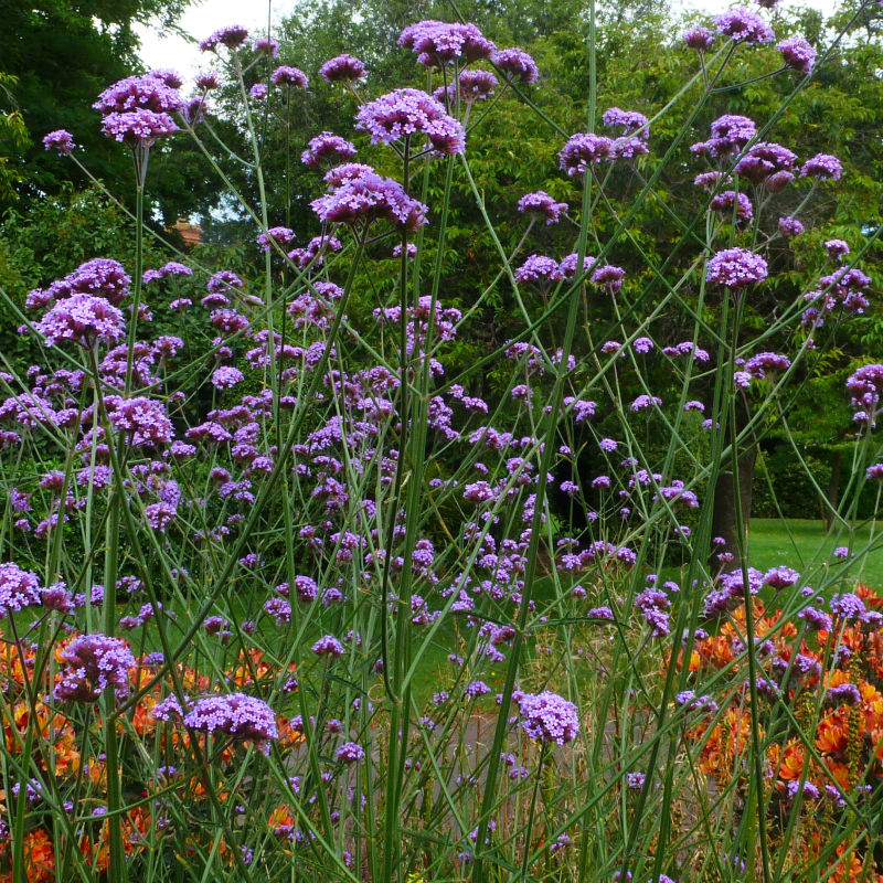 Purpletop Vervain / Verbena bonariensis