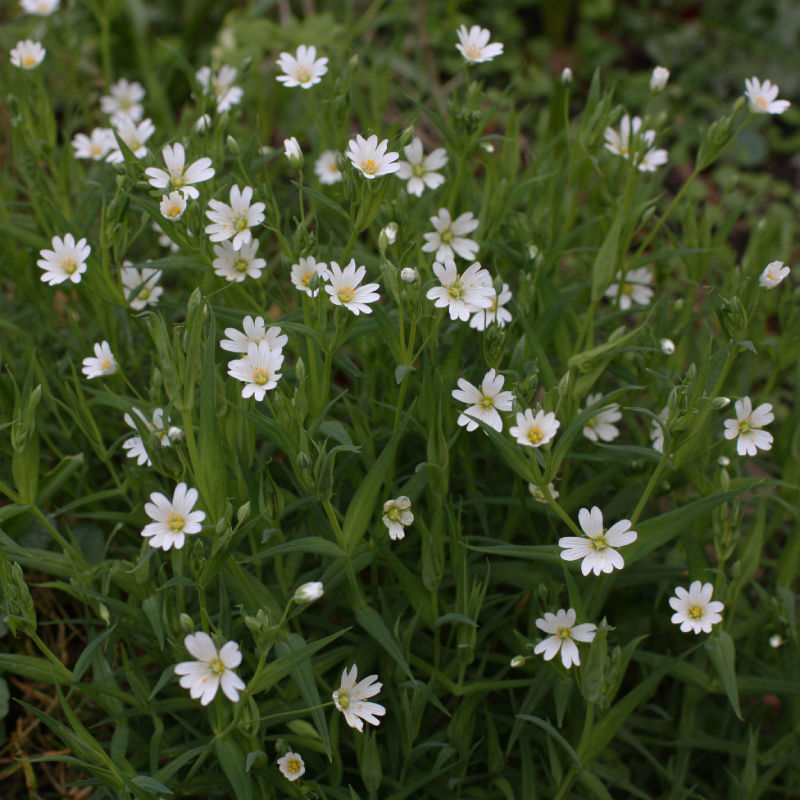 Thumbnail: Greater Stitchwort / Stellaria holostea