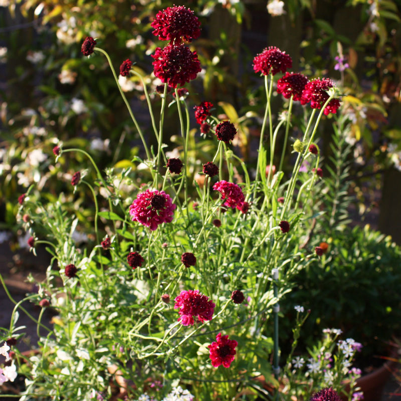 Thumbnail: Sweet Scabious / Scabiosa atropurpurea 'Burgundy Beau'