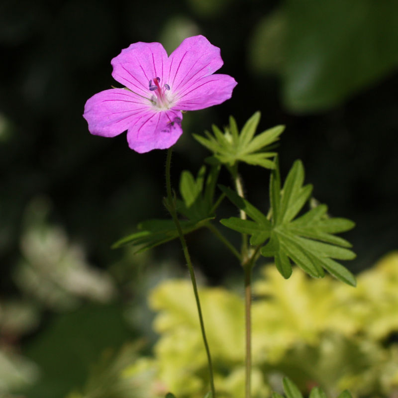 Thumbnail: Bloody Cranesbill / Geranium sanguineum 'Vision Violet'