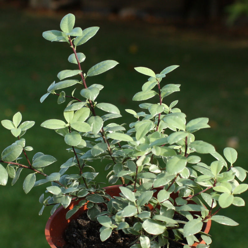 Thumbnail: Pittosporum tenuifolium 'Silver Ball'