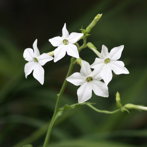 flowering tobacco grandiflora Nicotiana Seeds Flowering Tobacco 'Grandiflora' ANTONIO