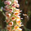 Thumbnail: Rusty Foxglove / Digitalis ferruginea