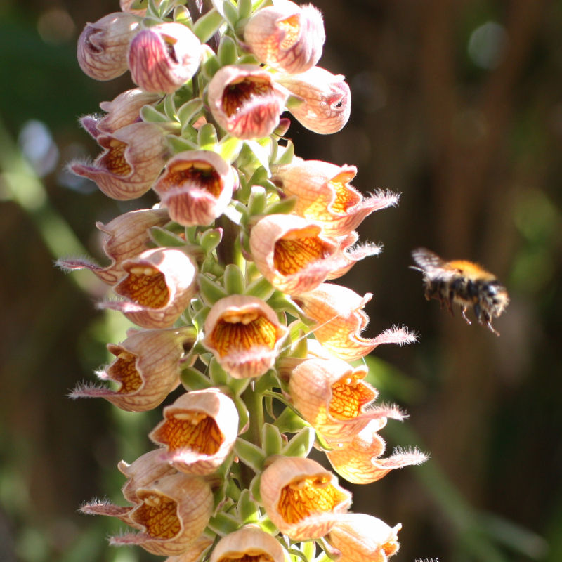 Thumbnail: Rusty Foxglove / Digitalis ferruginea