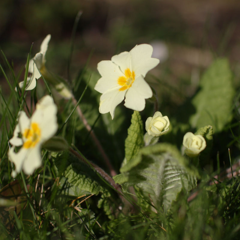 Thumbnail: Primrose / Primula vulgaris