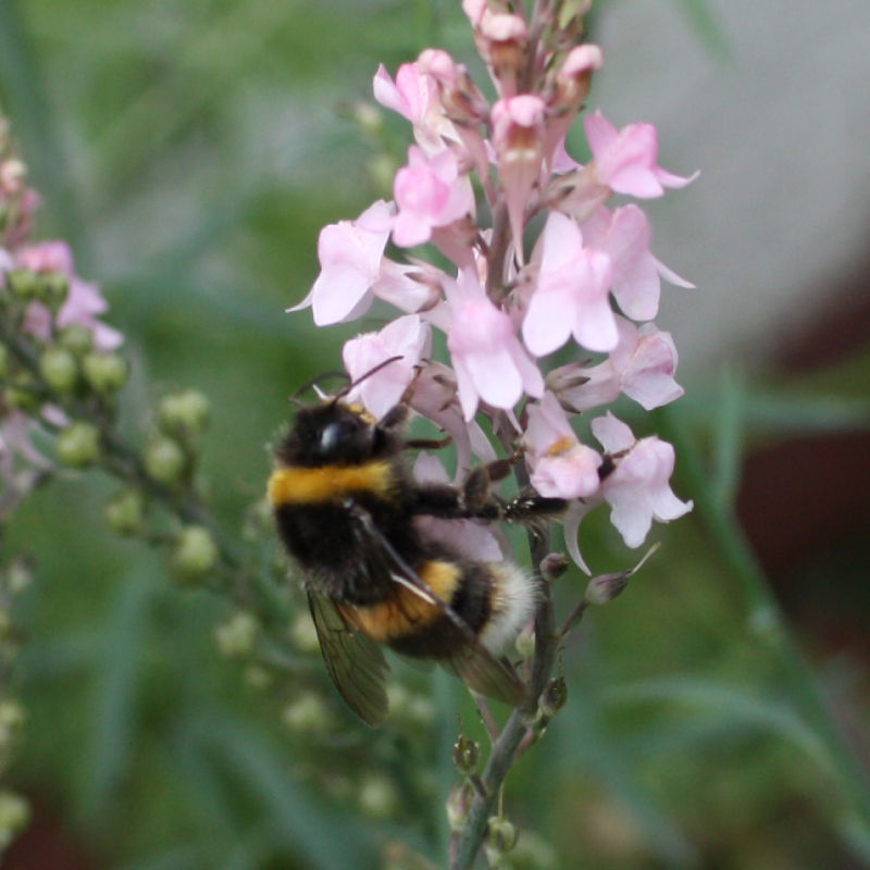 Thumbnail: Toadflax / Linaria purpurea 'Canon Went'