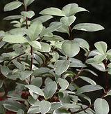 lr_IMG_5521.jpg