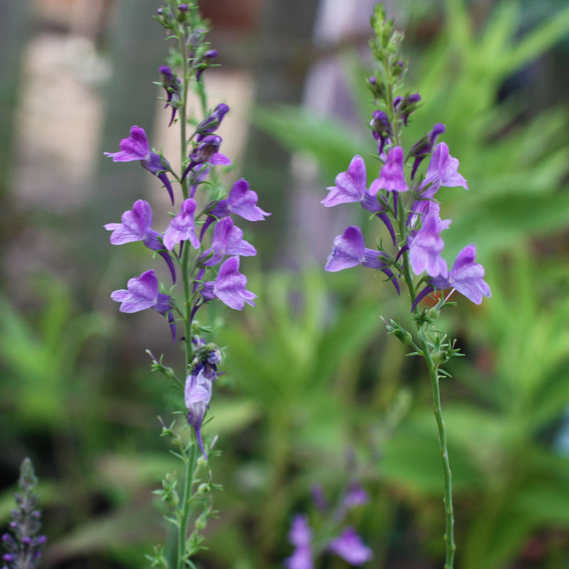 Purple Toadflax - Lilac / Linaria purpurea