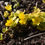 Thumbnail: Creeping Jenny / Lysimachia nummularia