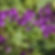 Annual Toadflax / Linaria maroccana 'Licilia Violet'