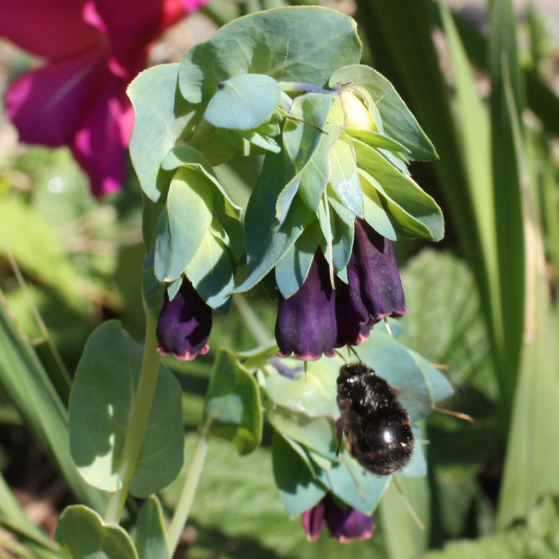 Honeywort / Cerinthe major 'Pupurascens'