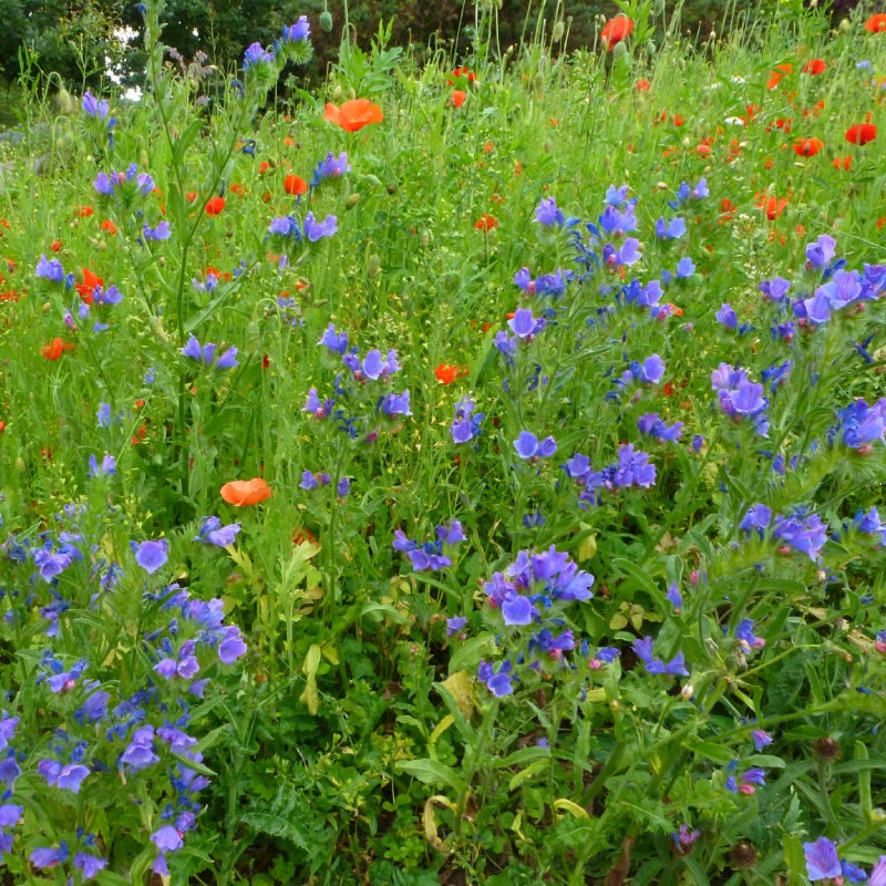 Thumbnail: Viper's Bugloss / Echium vulgare 'Blue Bedder'