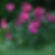 Wallflower / Erysimum cheiri 'Ruby Gem'