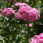 lr_IMG_6203.jpg
