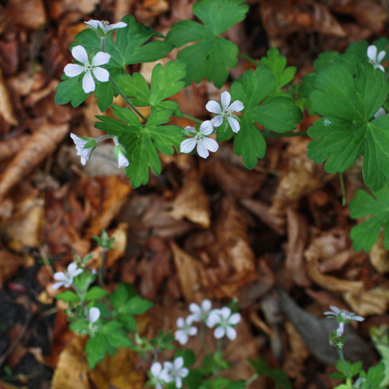 Thumbnail: Japanese Cranesbill / Geranium thunbergii