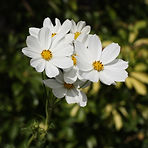 lr_IMG_5268.jpg