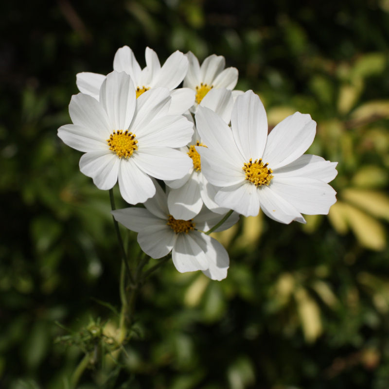Cosmos bipinnatus 'Purity'
