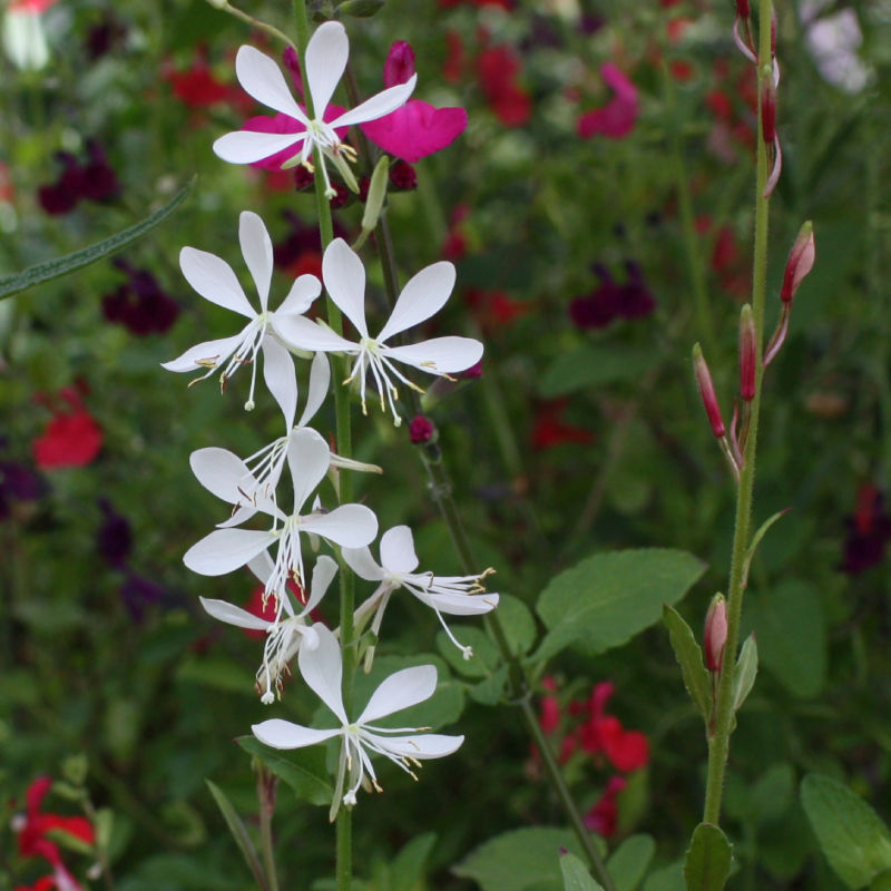 Gaura / Oenothera lindheimeri 'Sparkle White'