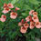 Thumbnail: Twinspur / Diascia barberae 'Blackthorn Apricot'
