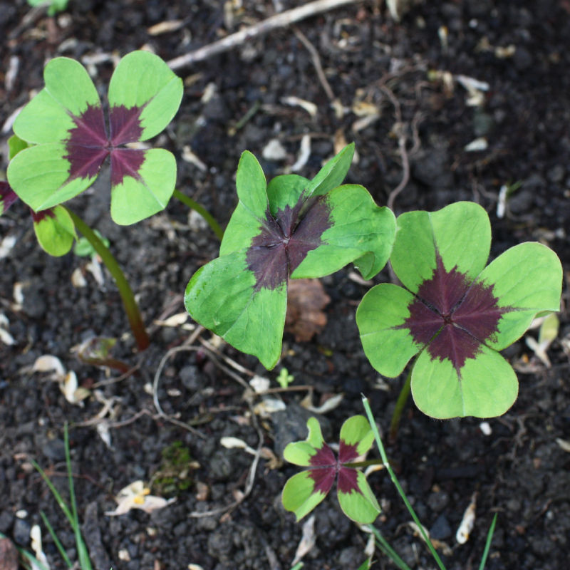 Thumbnail: Iron Cross / Oxalis tetraphylla