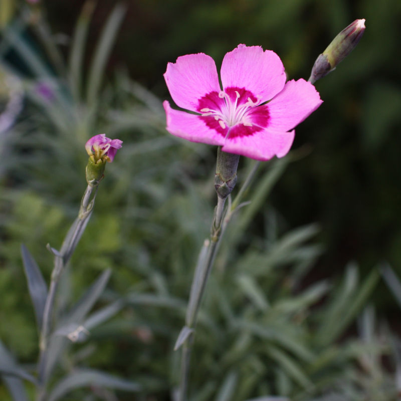 Alpine Pink / Dianthus allwoodii 'Alpinus'