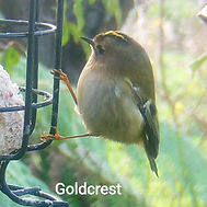 goldcrest_edited.jpg
