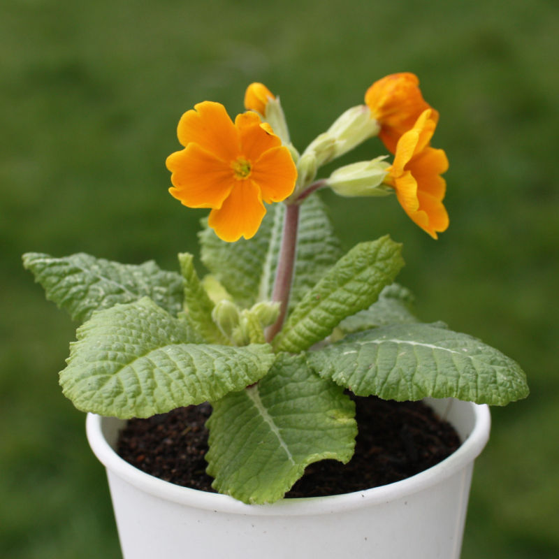 Thumbnail: Primula 'Crescendo Orange'