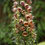 Thumbnail: Rusty Foxglove / Digitalis ferruginea