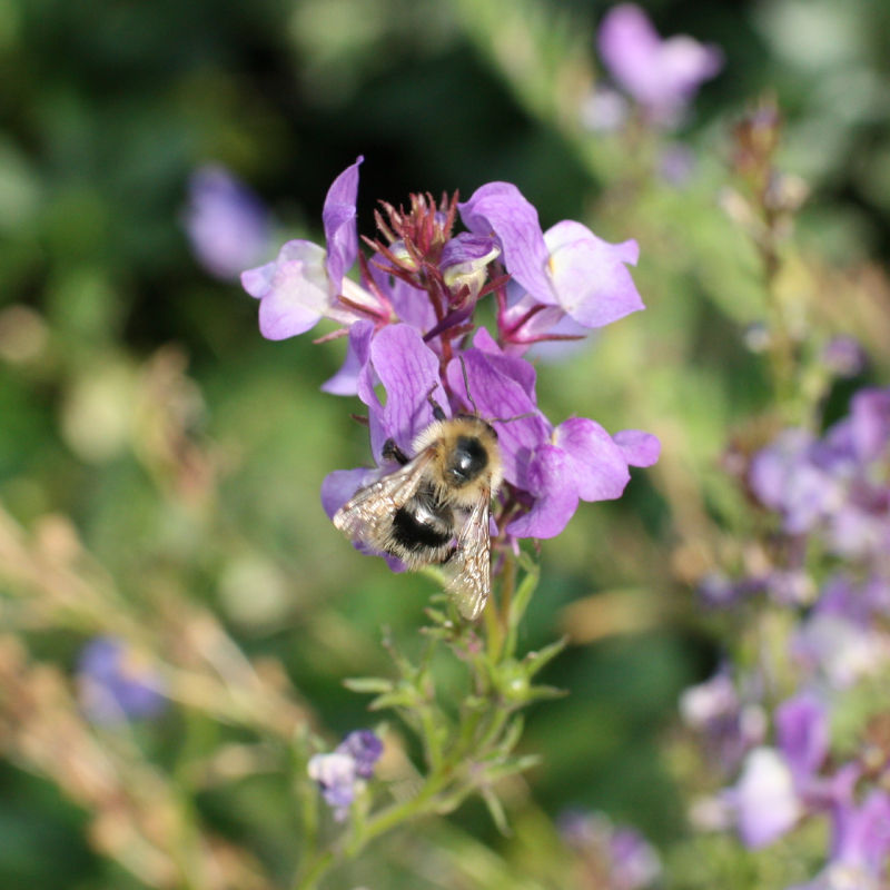 Thumbnail: Annual Toadflax / Linaria maroccana Licilia Azure