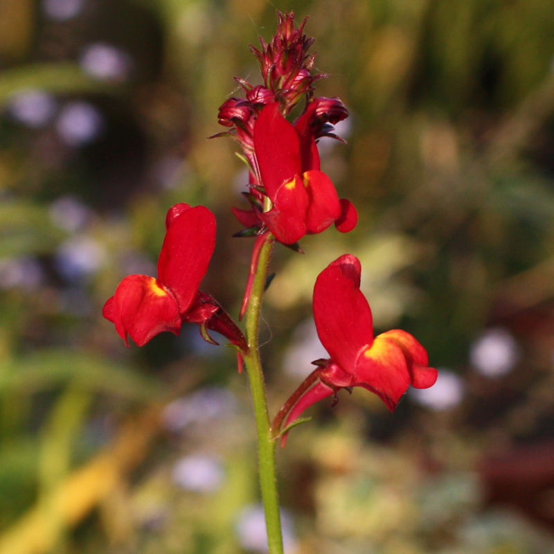 Thumbnail: Annual Toadflax / Linaria maroccana 'Licilia Red'