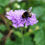 Thumbnail: Scabious / Scabiosa 'Butterfly Blue'