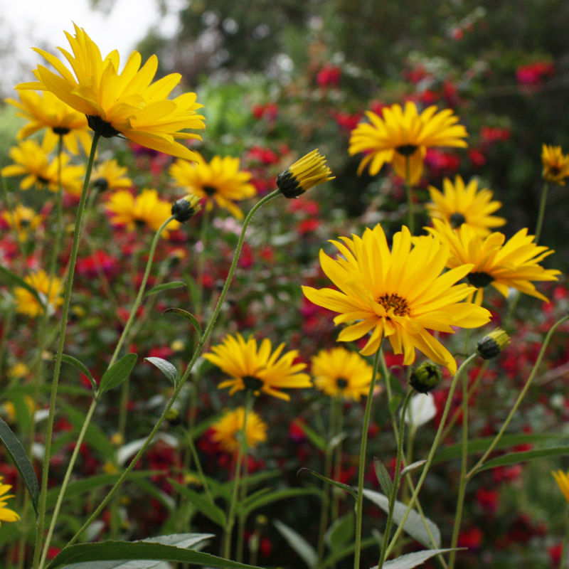 Showy Sunflower (perennial) / Helianthus x laetiflorus