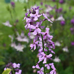 lr_IMG_8236.jpg