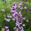 Thumbnail: Sweet Rocket / Hesperis matronalis