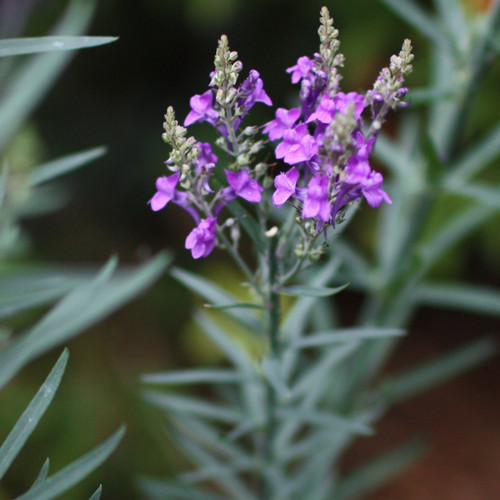 Purple Toadflax / Linaria purpurea | Horfield Greenary