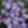 Aster x frikartii 'Mönch'