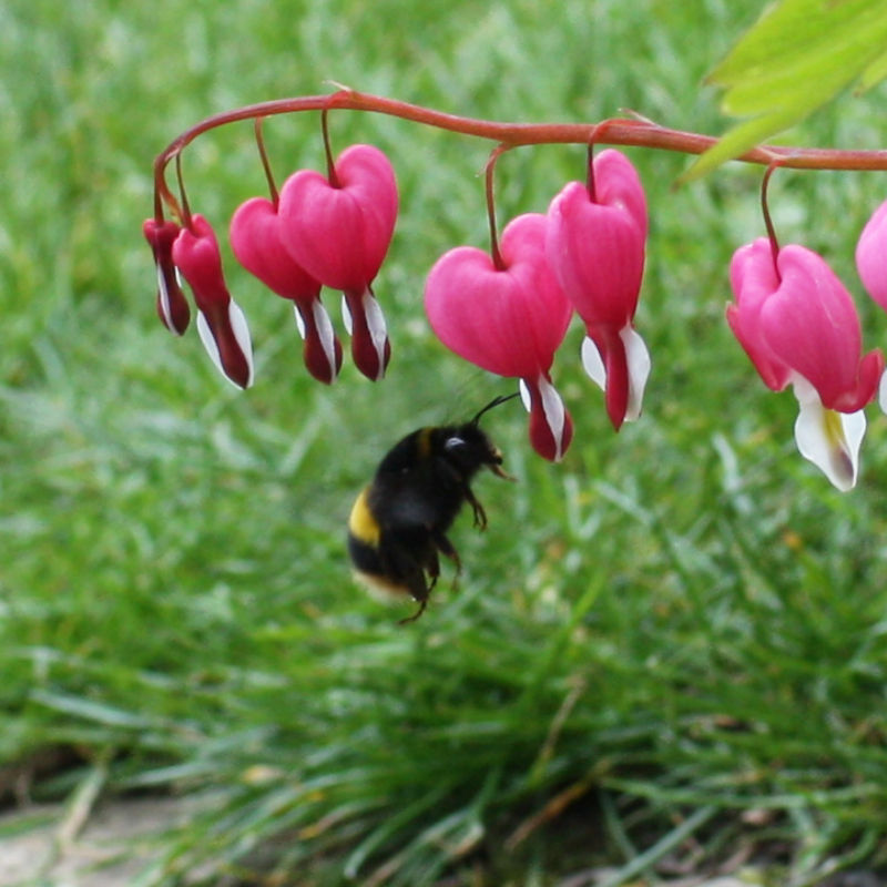 Thumbnail: Bleeding Heart / Lamprocapnos spectabilis