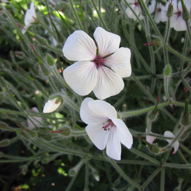Giant Herb Robert / Geranium maderense 'Guernsey White'