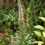 Thumbnail: Rusty Foxglove / Digitalis ferruginea