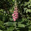 Thumbnail: Strawberry Foxglove / Digitalis x mertonensis