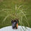 Thumbnail: Lemongrass in a decorative planter