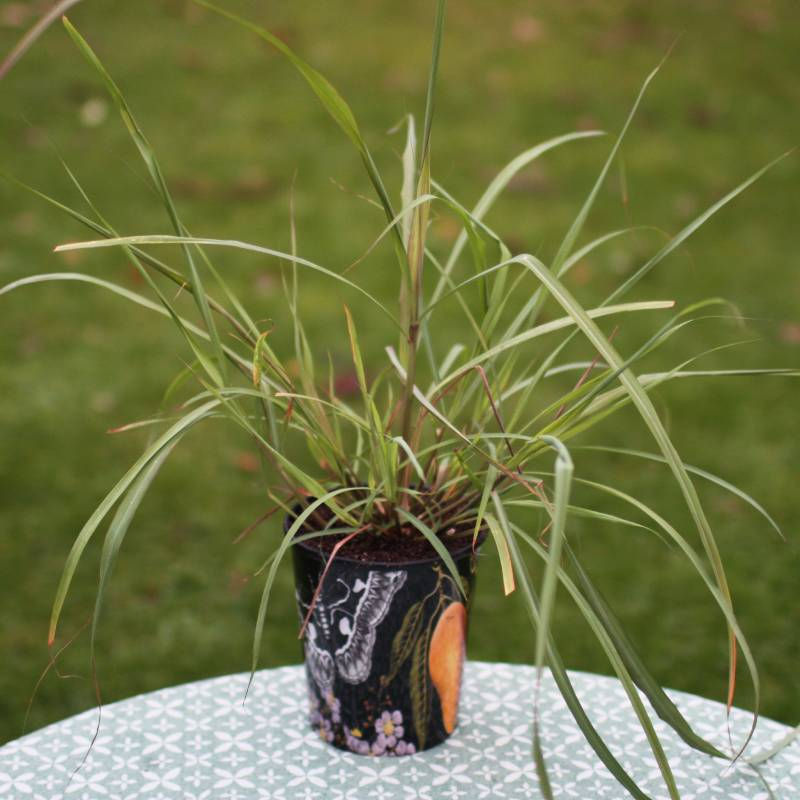 Thumbnail: Lemongrass in a decorative planter