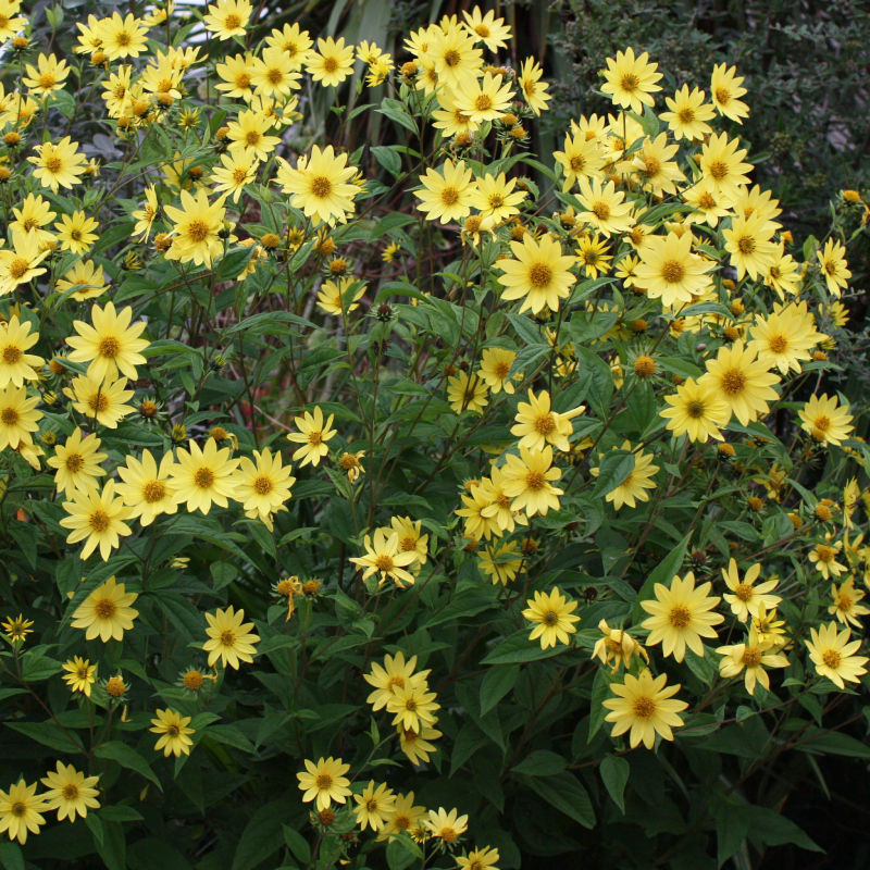 Thumbnail: Perennial Sunflower / Helianthus 'Lemon Queen'
