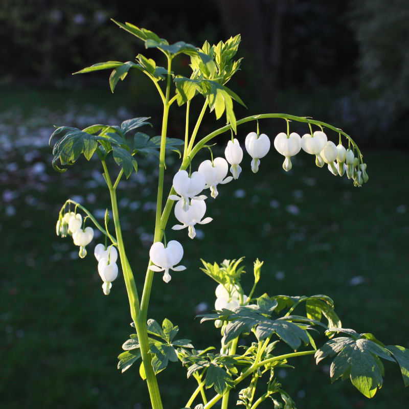 White Bleeding Heart / Lamprocapnos spectabilis 'Alba'