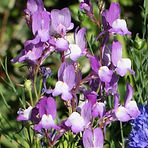 lr_IMG_2110.jpg