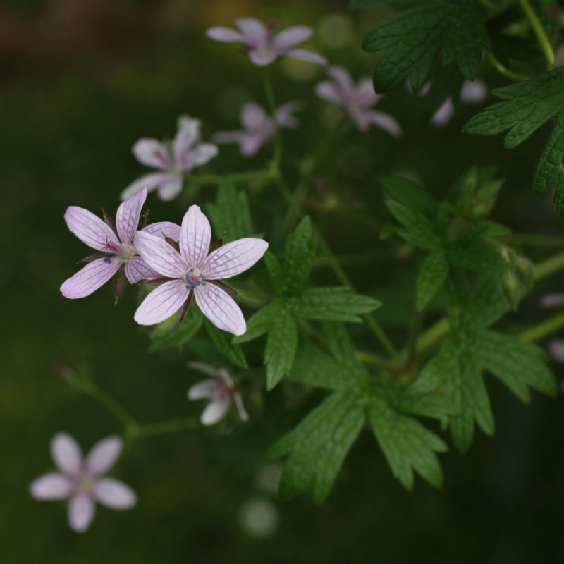 Cranesbill / Geranium asphodeloides