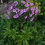 Thumbnail: Giant Herb Robert / Geranium maderense